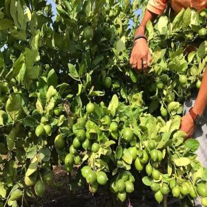 Amla Contract Farming