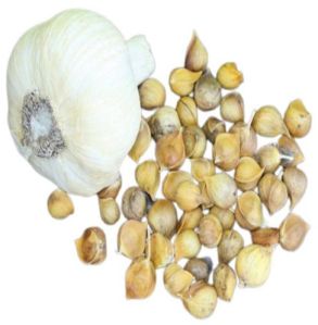 Garlic Seeds, Color : Brown, Packaging Type : Plastic Packet