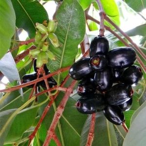 Jamun Contract Farming