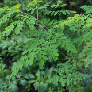 Moringa Leaf Contract Farming