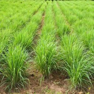 Agro Farming Services