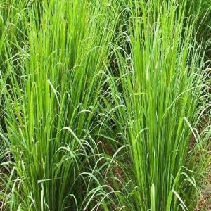 Vetiver Contract Farming