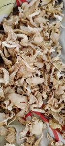 Beige A Grade Dry Oyster Mushroom