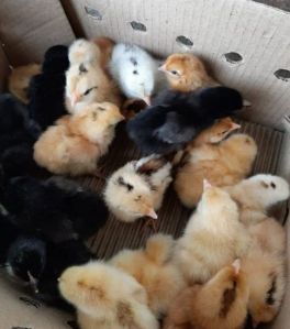 Kaveri Day Old Chicks