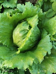 Fresh Iceberg Lettuce