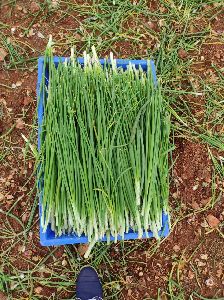 Spring Onion