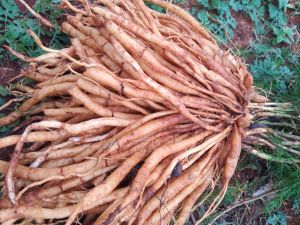 Organic White Shatavari, Packaging Type : Jute Bags, Purity : 99%