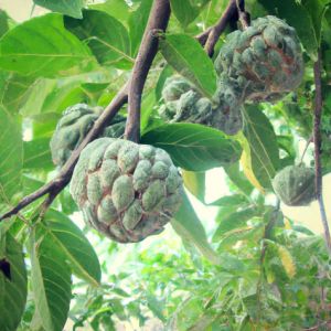 custard apple, Packaging Size : 20Kg, Packaging Type : Green