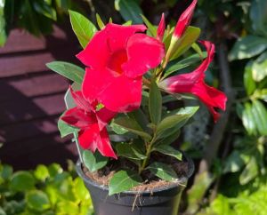 Mandevilla Flower Plants