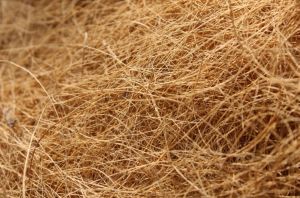 Raw Coconut Fiber, Packaging Type : Brown, Length : 5 -25 Cm