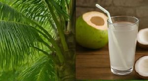 Organic Coconut Water, Color : Off White, Form : Liquid
