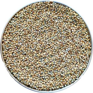 Bajra Seeds, Seed Type : Natural