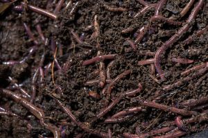 Organic cow Vermicompost