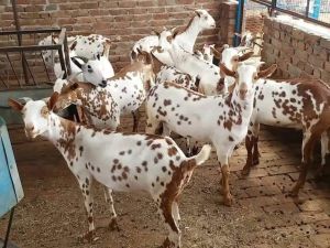 Barbari Goat, Packaging Type : Brown Spot for Farming