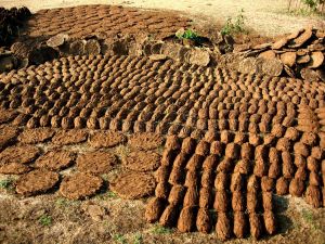 Organic Cow Dung Powder