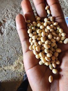 Organic soyabean, Form : Seed for Cooking, Food