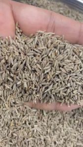 cumin seeds,  Moisture : 9%
