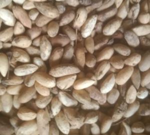 Natural Neem Seeds