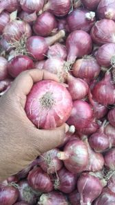 Nashik Garwa Onion, Packaging Size : 5Kg, 10Kg, 25Kg, 50Kg