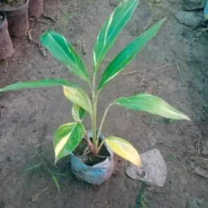 Cooking Spices and Masala