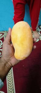 Amarpali Mango Fruit Plant