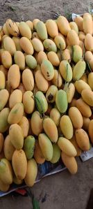 Dasheri Mango Plants