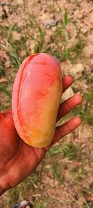 Husnera Mango Fruit Plant