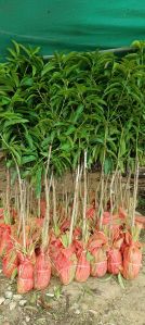Mango Fruit Plant, Color : Green, Variety : Langra