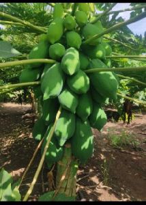 Red Lady Papaya Plant, Color : Green For Garden