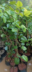 red sandalwood plants