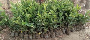 Natural Taiwan Pink Guava, Color : Red, Packaging Type : Plastic Box