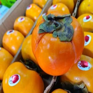 A Grade Fresh Persimmon Fruit
