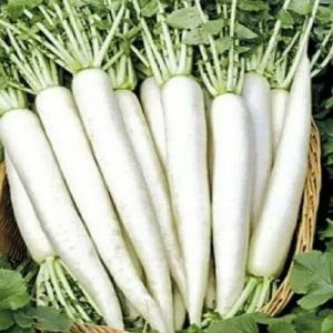 A Grade Fresh Radish, Packaging Type : White