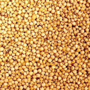 sorghum millet seeds