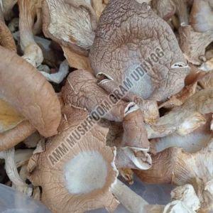 Organic Pleurotus Ostreatus Blue Oyster Mushroom for Medicinal