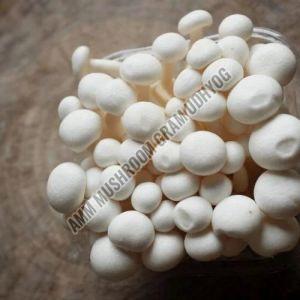 Organic Fresh Button Mushroom, Color : White for Cooking