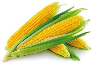 maize