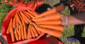 Dog Biscuits, Color : Light Brown, Packaging Size : 250gm, 500gm