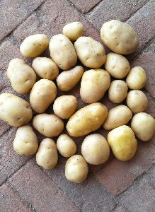 Natural Potato, Color : Brown Large