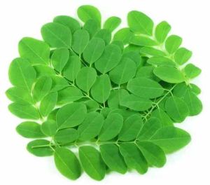 Dried Moringa Leaves, Color : Green, Packaging Type : Sealed Bags