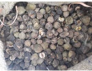 Dried Amla Seed, Color : Brown, Packaging Type : Plastic Bag