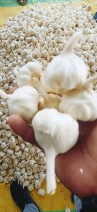 Natural Garlic, Color : White, Grade : B Grade