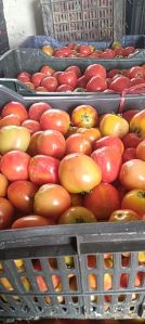 Natural Tomato, Color : Red, Packaging Size : 10Kg, 25Kg