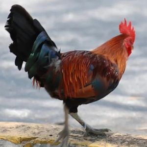 Live Country Chicken for Meat