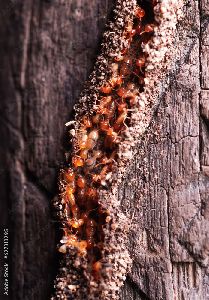 Termite Pest Control Service