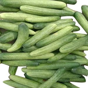 A Grade Fresh Cucumber, Cultivation Type : Natural Plastic Wrap