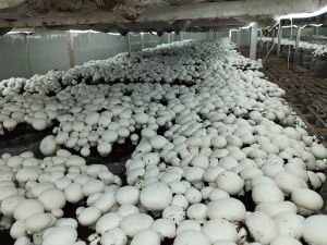 Button Mushroom Spawn, Color : White, Packaging Type : Plastic Bags