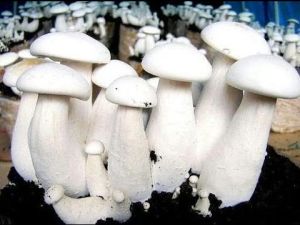 Milky Mushroom Spawn