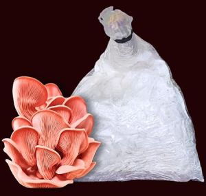 Pink Oyster Mushroom Spawn
