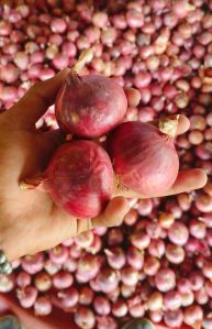Fresh Red Onion, Shape : Round, Packaging Size : 25-50kg